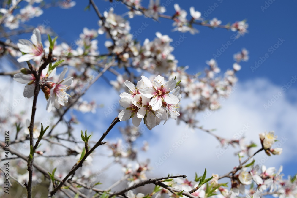 Almond tree blossom
