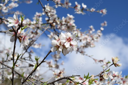 Almond tree blossom  © Hamdi Bendali