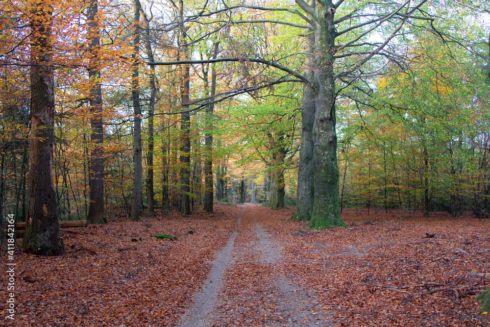 Obraz premium Beautiful autumn fall forest national park in Netherlands
