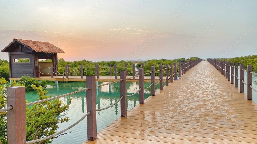Obraz premium Mangrove Forest in Qatar