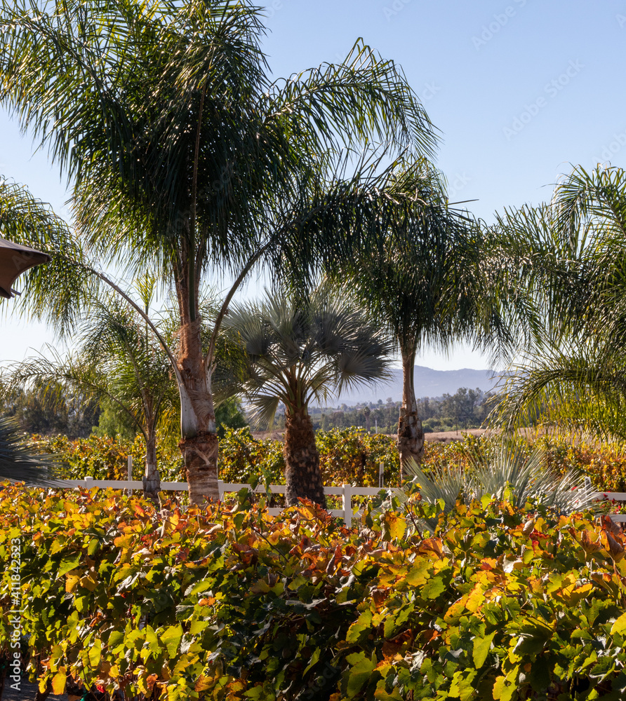 Palm Trees and grapevines in Southern California