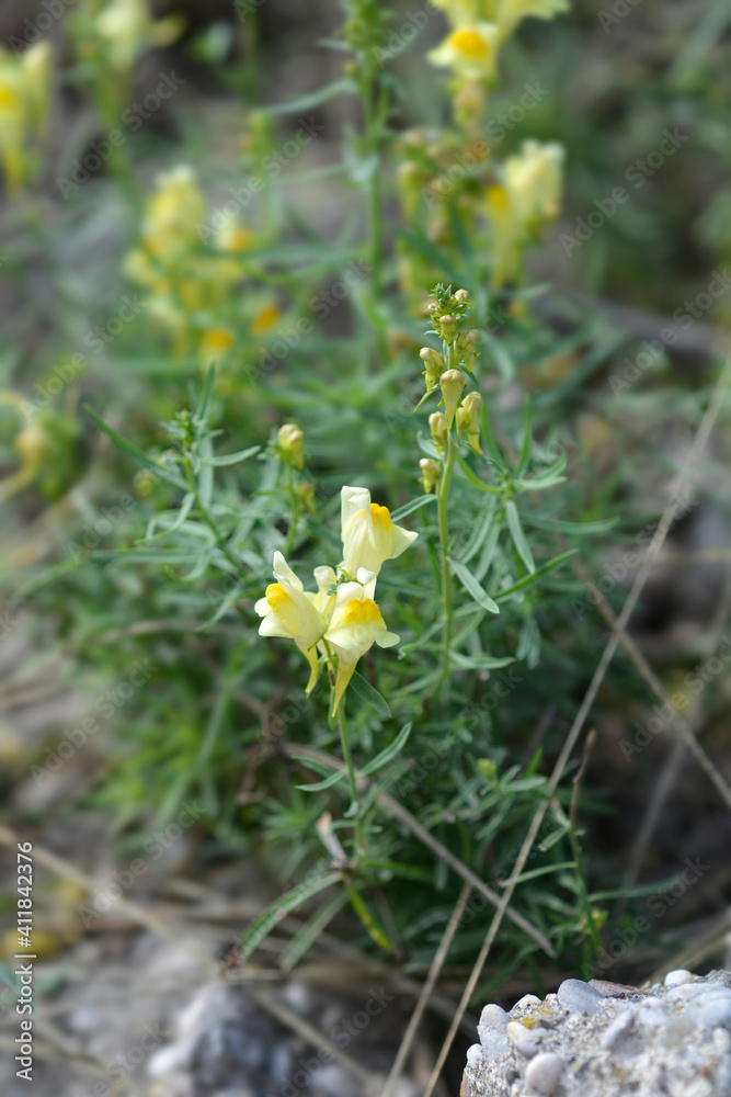 Common toadflax Common toadflax
