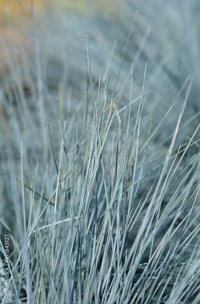 Fototapeta premium Blue fescue Intense Blue