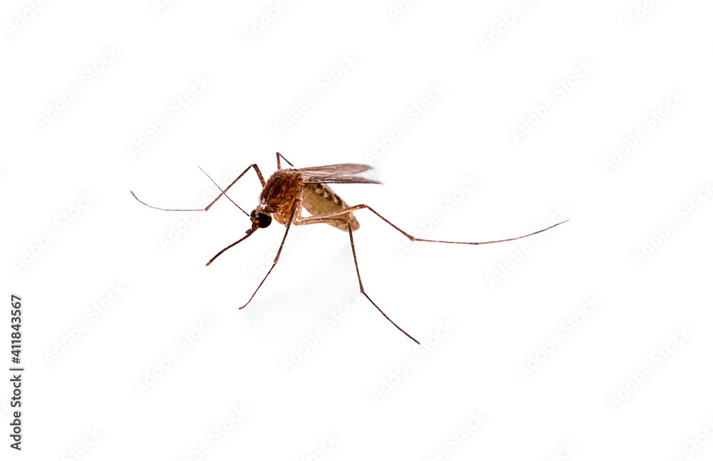 Mosquito isolated on white background Mosquito isolated on white background