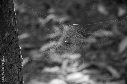 Spider on the web