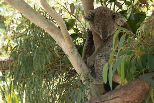 koala in tree © Elza