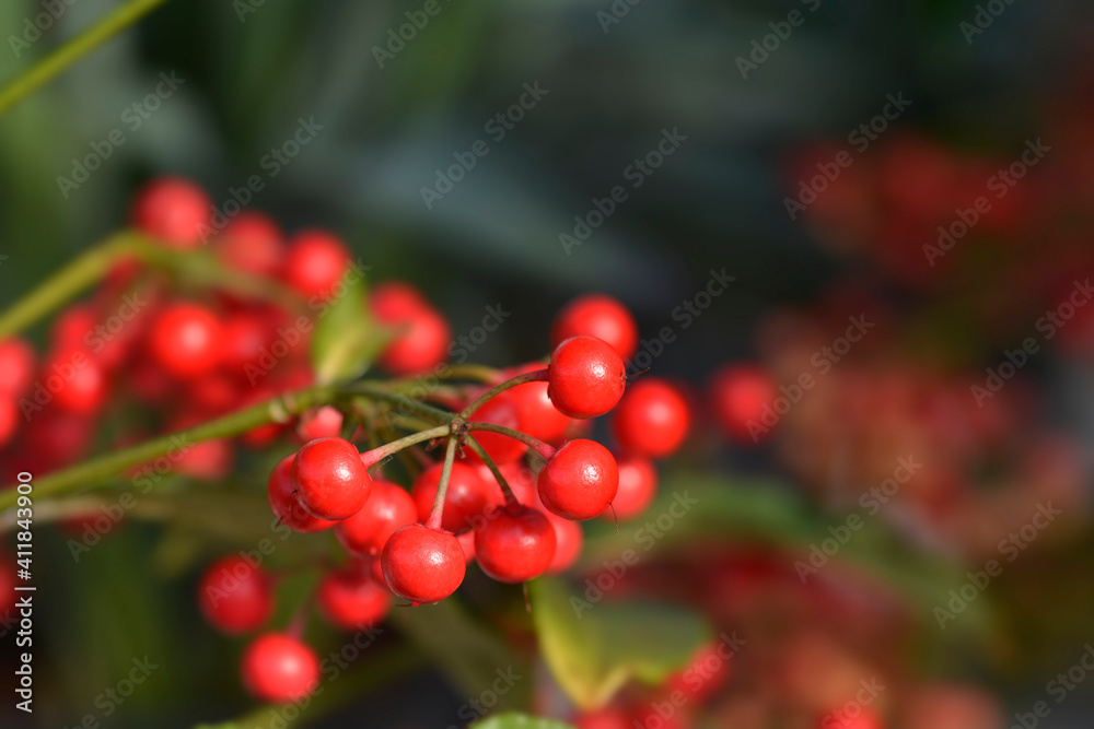 Coral berry Coral berry