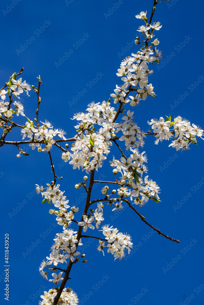 Cherry plum branch strewn with white flowers against a blue sky. Cherry plum branch strewn with white flowers against a blue sky.
