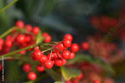 Coral berry