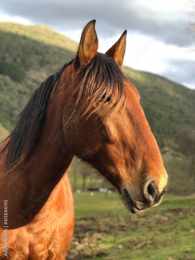 Obraz premium Portrait of wild brown horse Retrato de un caballo marrón salvaje 
