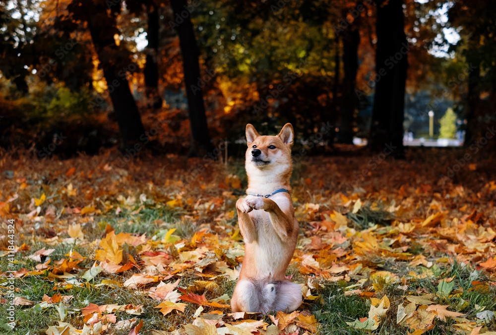 Shiba inu autumn outside portrait. Shiba inu autumn outside portrait.
