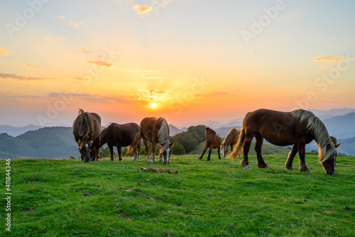 chevaux au pays basque © Pat on stock