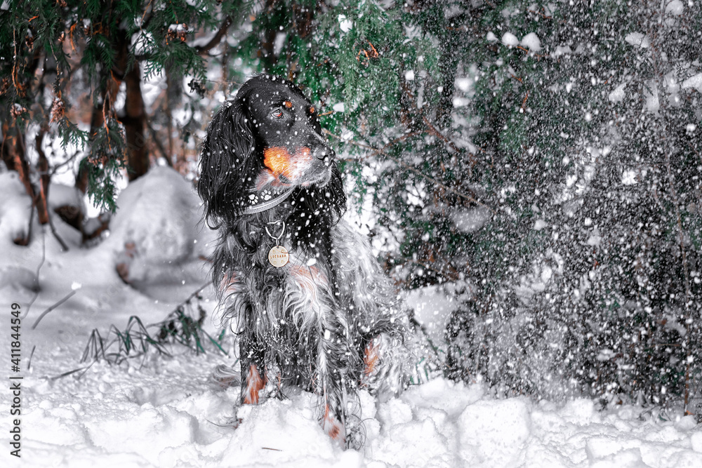 English setter outside winter portrait English setter outside winter portrait