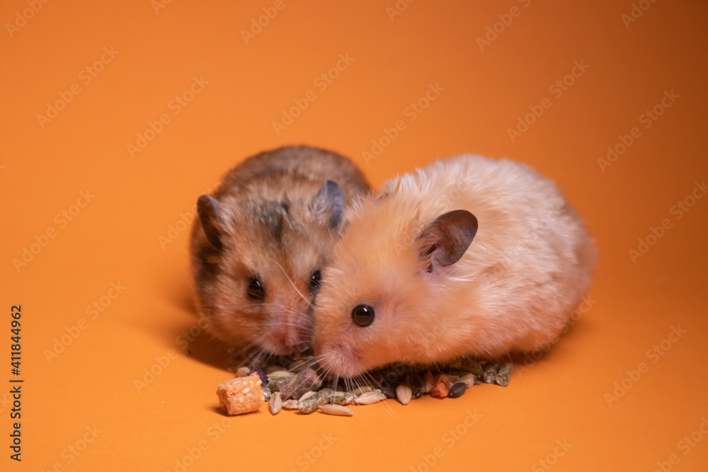 two, brown and beige, hamsters mouses eating food for rodents isolated on orange background. pets, pest
