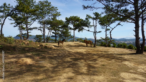 horses on a hill in Da Lat  Province La Dong  Vietnam  February