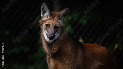 Mähnenwolf, tier, wild lebende tiere, säugetier, wild, kojote, hund, natur, raubtier,