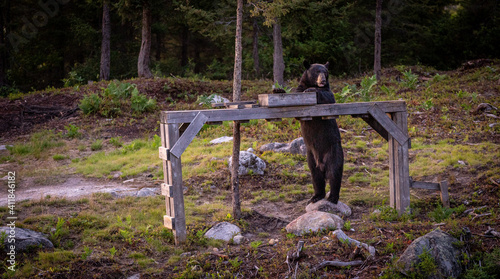 Beautiful black bear walking to grab some food shot at golden hour in a wild national park in Quebec, Canada. 