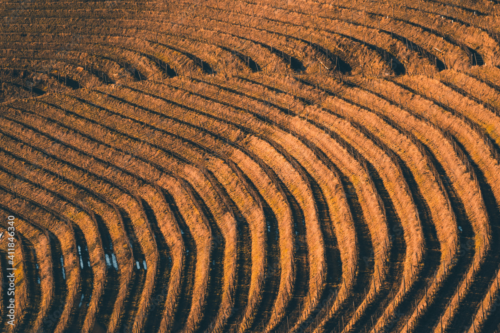 Beautiful terraced vineyard landscape in Friuli Venezia Giulia, Italy