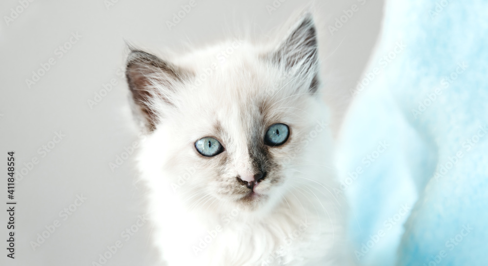 Cute White kitten with blue eyes portrait. Cat kid animal with interested, question facial face expression. Small white kitten on white background. Long web banner