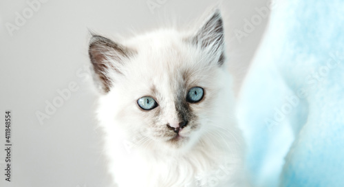 Cute White kitten with blue eyes portrait. Cat kid animal with interested, question facial face expression. Small white kitten on white background. Long web banner