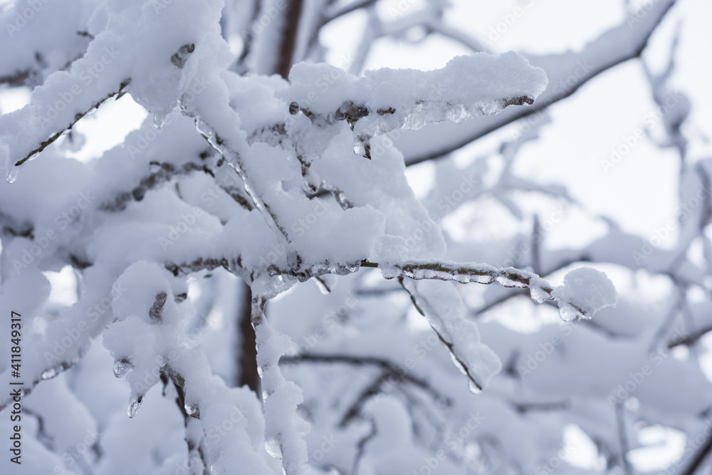 Close-up photo of branches on a tree covered with snow and ice