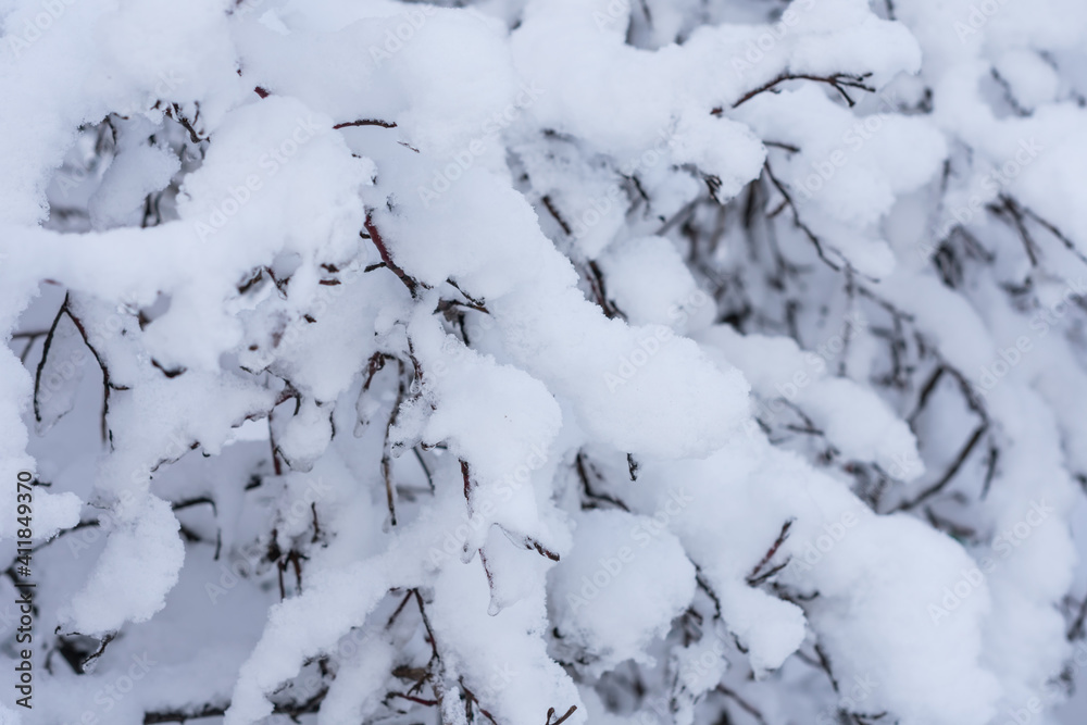 Close-up photo of a tree branches covered with fresh white snow Close-up photo of a tree branches covered with fresh white snow