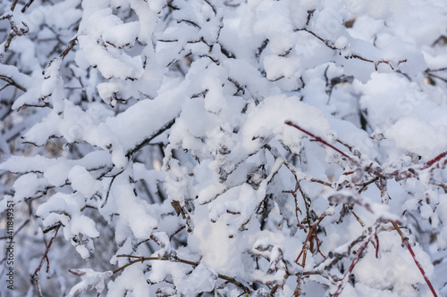 Tree branches covered with fresh white snow