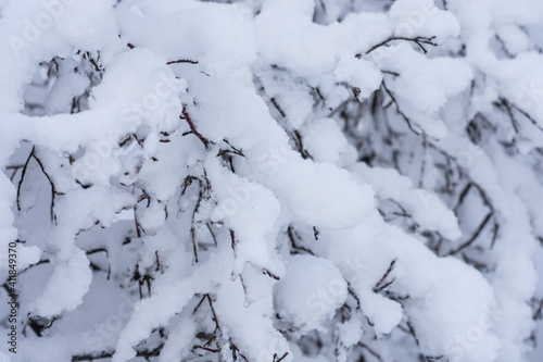 Close-up photo of a tree branches covered with fresh white snow