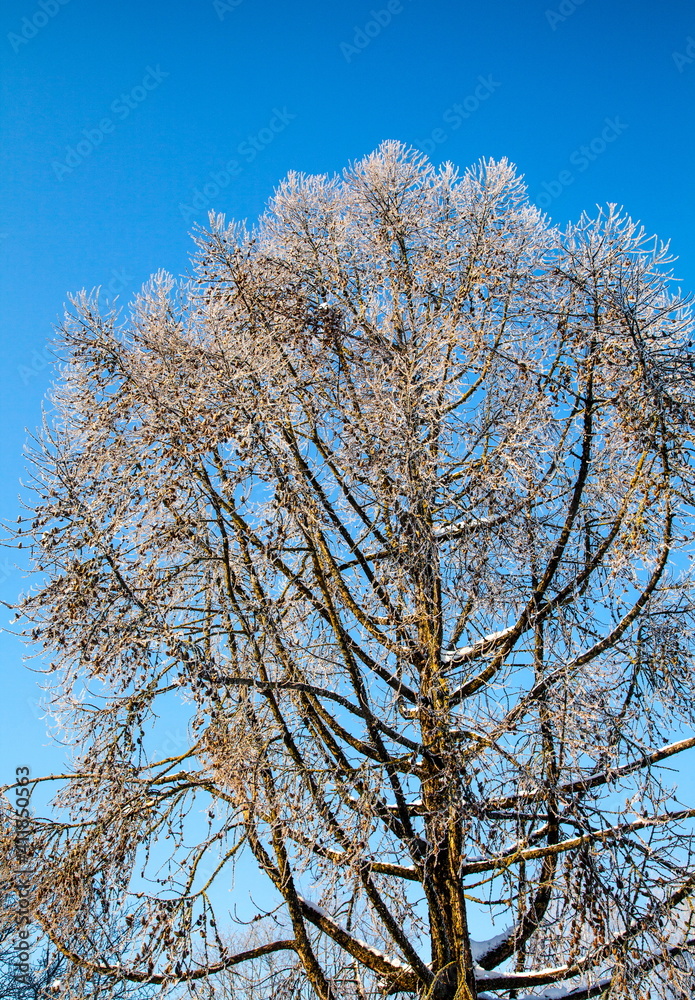 Frost tree