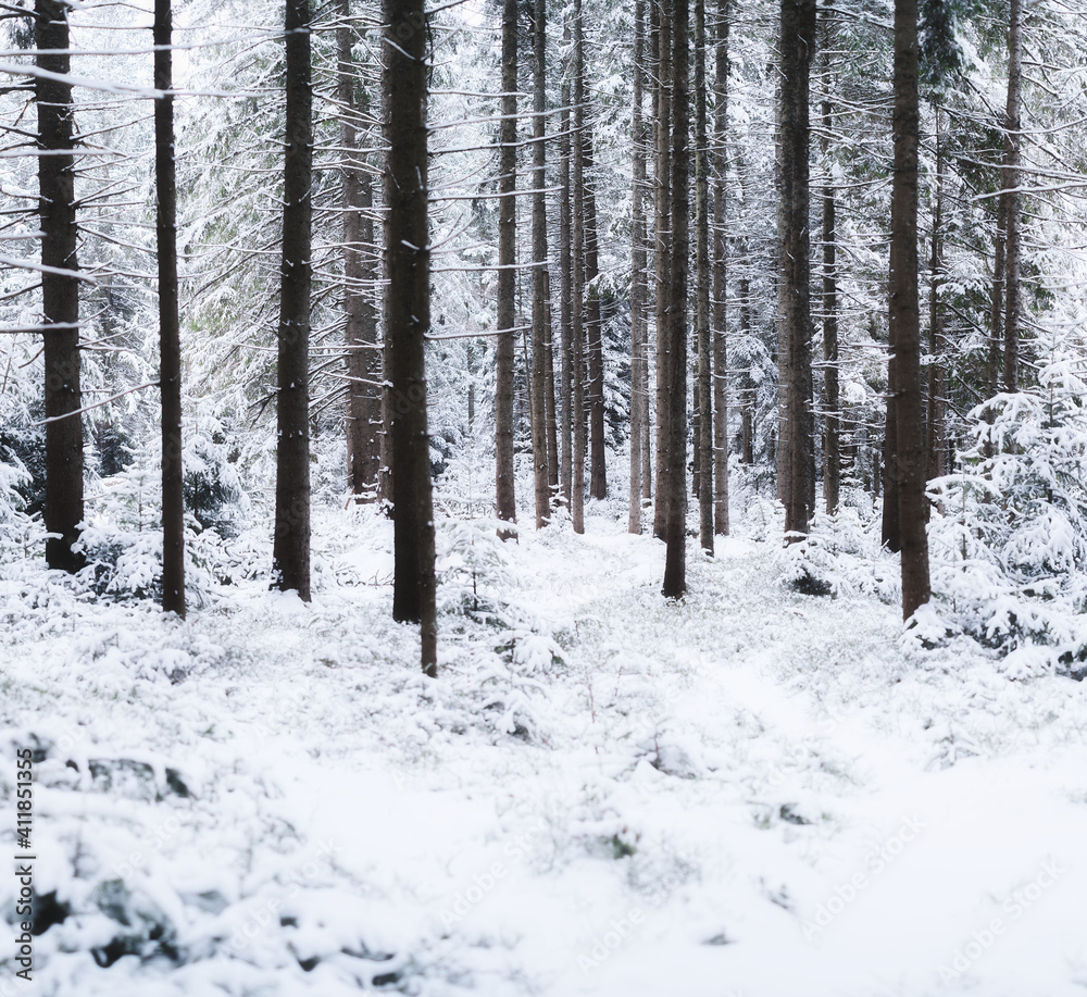 Panorama of a winter forest. Natural background. The forest under the snow. Snow storm. Fog in the winter forest. Picture for wallpaper.. Panorama of a winter forest. Natural background. The forest under the snow. Snow storm. Fog in the winter forest. Picture for wallpaper..