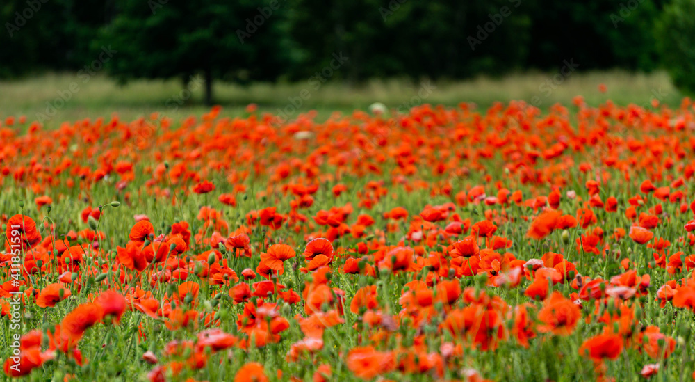 Beautiful wild red poppies in the countryside in Latvia. Beautiful wild red poppies in the countryside in Latvia.