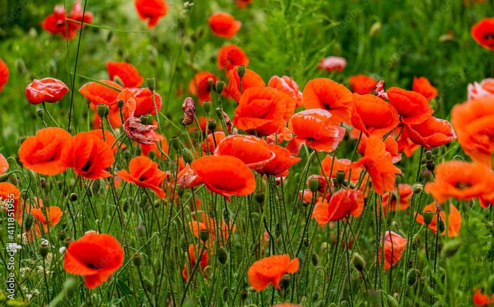 Beautiful wild red poppies in the countryside in Latvia.