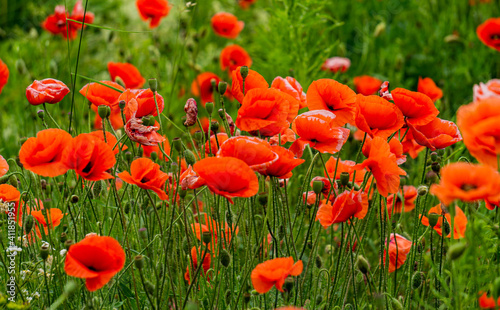 Beautiful wild red poppies in the countryside in Latvia.