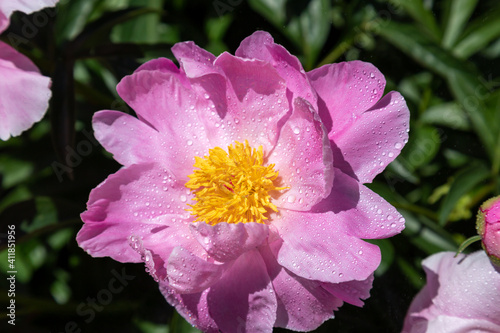Beautiful pink peonies in the garden.