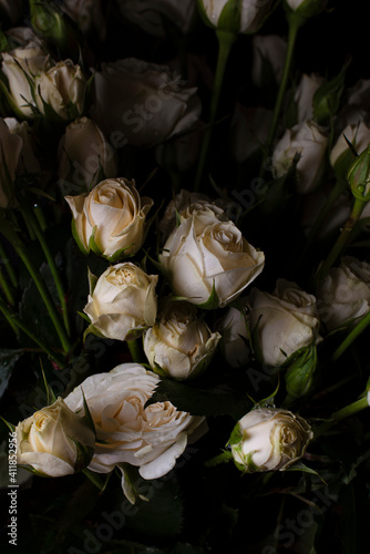 Screensaver for your phone or desktop. White roses on a dark background. Botanical wallpaper. Copy space
