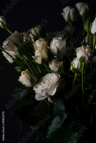 Screensaver for your phone or desktop. White roses on a dark background. Botanical wallpaper. Copy space