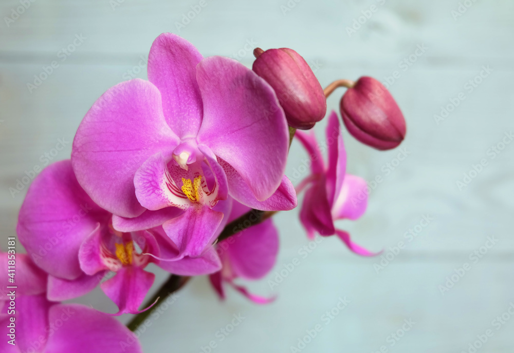 Bright pink blooming Phalaenopsis orchid on a blue background, macro photography. horizontal orientation, place for an inscription. Bright pink blooming Phalaenopsis orchid on a blue background, macro photography. horizontal orientation, place for an inscription.