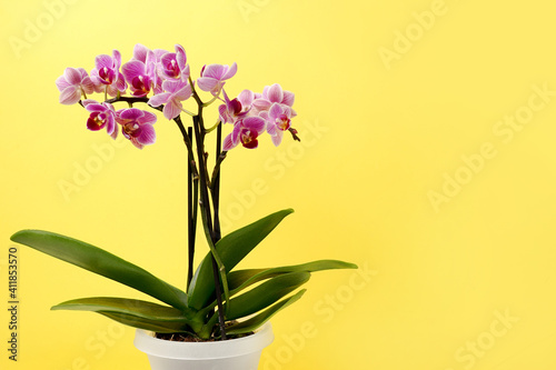 Fototapeta Naklejka Na Ścianę i Meble -  Pink orchid flowers on yellow background. orchid in flower pot .