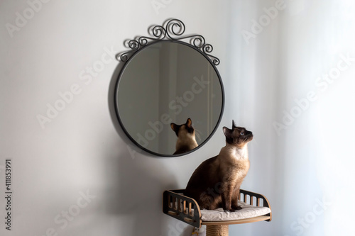 Siamese cat in front of the...