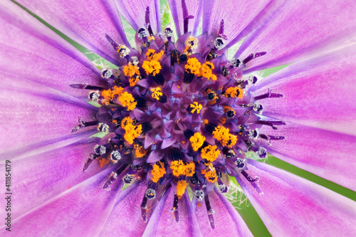 Cape daisy - genus Osteospermum macro flower