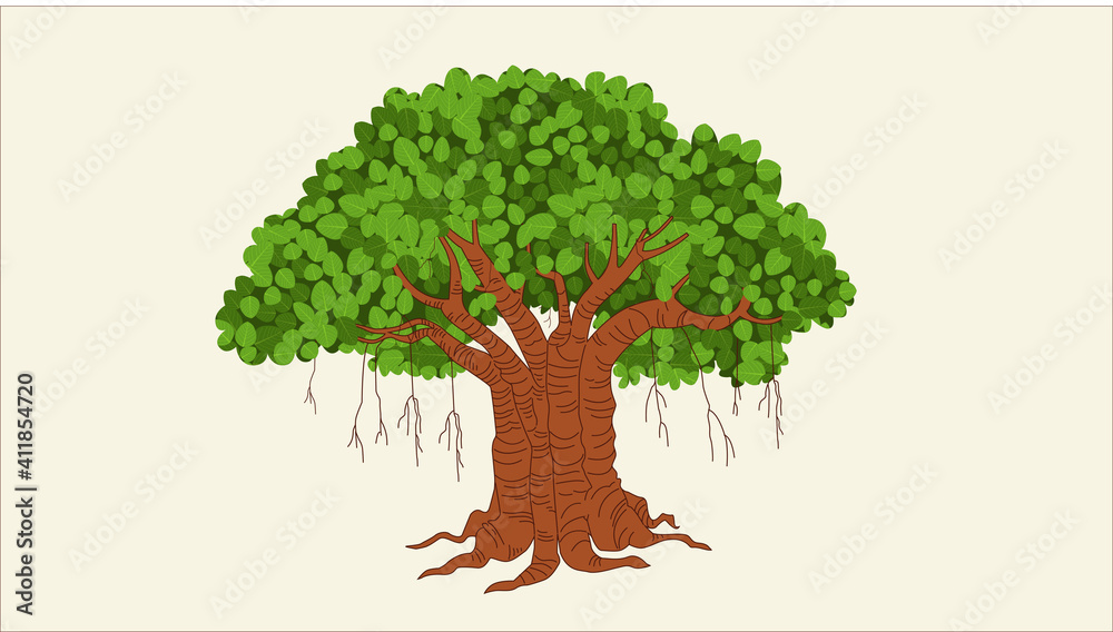 Obraz premium The banyan tree has bloomed.