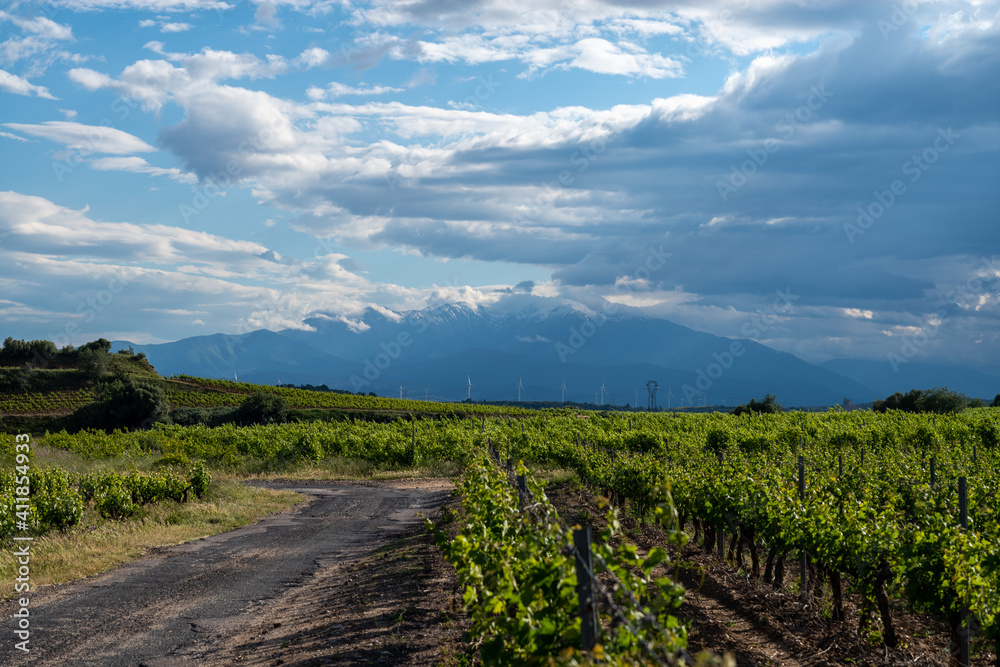 Naklejka premium vineyard