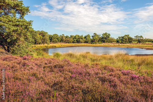 Small fen in a Dutch nature reserve. Purple heather blossoms in the foreground. It's a sunny day in the summer season.