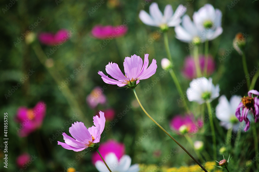Pink and white flowers on a green background Pink and white flowers on a green background