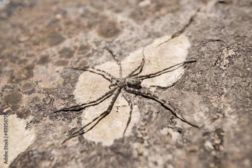 Araña Dolomedes tenebrosus posando sobre una roca cerca de un río