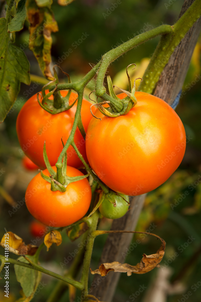 Ripe tomatoes growing on bush in the garden.