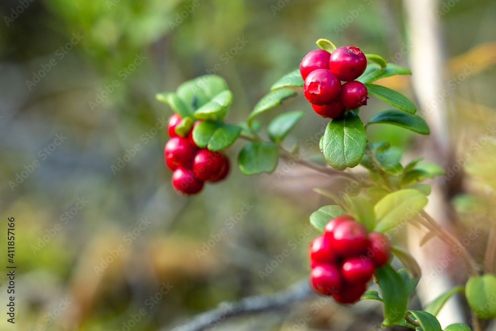 Bunch of lingonberries in autumn forest Bunch of lingonberries in autumn forest