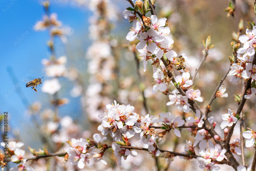 Bees collect pollen from cherry blossoms.