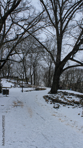 landscape with trees and snow