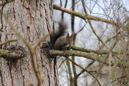 Fototapeta Naklejka Na Ścianę i Meble -  Squirrel stands on a branch